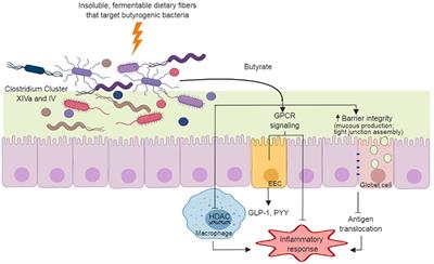 Potential of Prebiotic Butyrogenic Fibers in Parkinson's Disease